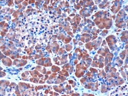 IHC staining of FFPE human pancreas with SERPINI2 antibody at 3ug/ml. HIER: microwaved with