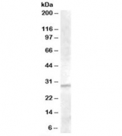Western blot testing of human liver lysate with IGFBP4 antibody at 1ug/ml. Predicted molecular weight: ~28kDa.