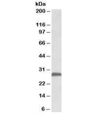 Western blot testing of mouse brain lysate with FGF13 antibody at 0.5ug/ml. Predicted molecular weight: ~28kDa.