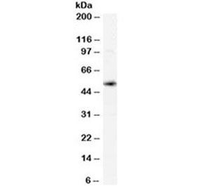 Western blot testing of human spleen lysate with xCT antibody at 0.02ug/ml. Predicted molecular weight ~55kDa.