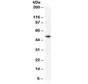Western blot testing of human spleen lysate with xCT antibody at 0.02ug/ml. Predicted molecular weight ~55 kDa.