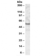 Western blot testing of human kidney lysate with UNC5CL antibody at 0.3ug/ml. Predicted molecular weight: ~58kDa.