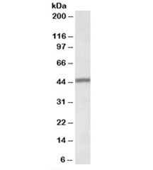 Western blot testing of human lung lysate with TFB2M antibody at 0.1ug/ml. Predicted/observed molecular weight: ~45kDa.