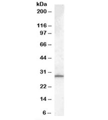 Western blot testing of human testis lysate with MTHFD2L antibody at 0.1ug/ml. Predicted molecular weight: ~31kDa.