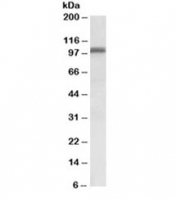 Western blot testing of human cerebellum lysate with GLUR1 antibody at 0.1ug/ml. Predicted/observed molecular weight ~102 kDa