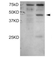 Western blot testing of COS1 cell lysates: untransfected (left lane) and transfected with full length human