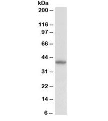 Western blot testing of human kidney lysate with Decorin antibody at 0.5ug/ml. Predicted molecular weight ~40kDa.