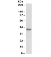 Western blot testing of human kidney lysate with Decorin antibody at 0.5ug/ml. Predicted molecular weight ~40 kDa (non-glycanated).