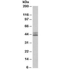 Western blot testing of HepG2 lysate with IDH1 antibody at 0.1ug/ml. Predicted molecular weight ~46 kDa.~