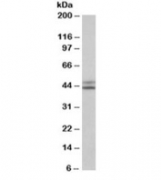 Western blot testing of HepG2 lysate with IDH1 antibody at 0.1ug/ml. Predicted molecular weight ~46 kDa.