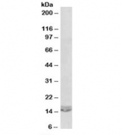 Western blot testing of Daudi lysate with CXCL2 antibody at 0.03ug/ml. Predicted molecular weight: ~12kDa.