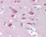 IHC staining of FFPE human cortex with GRIA4 antibody at 5ug/ml. HIER: steamed with pH6 citrate buffer, AP-staining.