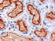 IHC testing of FFPE human kidney with IFT88 antibody at 3ug/ml. HIER: microwaved with pH9 Tris/EDTA buffer, HRP-staining.