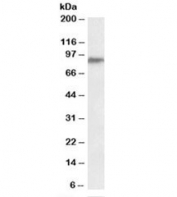 Western blot testing of human testis lysate with PTCHD3 antibody at 0.3ug/ml. Predicted molecular weight: ~87kDa.