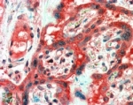 IHC staining of FFPE human placenta with FAIM1 antibody at 2.5ug/ml. HIER: steamed with pH6 citrate buffer, AP-staining.
