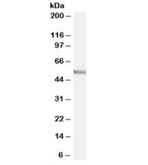 Western blot testing of human tonsil lysate with WIPF1 antibody at 0.03ug/ml. Predicted molecular weight: ~51kDa.~