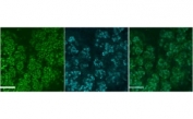 Immunofluorescence testing of mouse submandibular gland cells at E18 with Muc19 antibody at 4ug/ml (nuclear counterstain with DAPI in green).