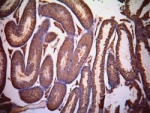 IHC staining of FFPE mouse testis with LDHC antibody at 1ug/ml.