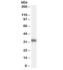 Western blot testing of mouse testis lysate with LDHC antibody at 0.03ug/ml. Predicted molecular weight: 36kDa.~