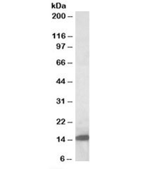 Western blot testing of rat pancreas lysate with Galectin-1 antibody at 0.5ug/ml. Predicted/observed molecular weight: ~15kDa.