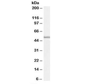Western blot testing of U937 cell lysate with TRAF1 antibody at 0.5ug/ml. Predicted molecular weight: ~46kDa, routinely observed at ~50kDa.