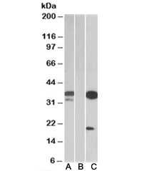 Western blot testing of HEK293 lysate over expressing human DAPP1-FLAG with DAPP1 antibody (0.1ug/ml) in Lane A and anti-FLAG (1/3000) in lane C. Mock-transfected HEK293 probed with DAPP1 antibody (1ug/ml) in Lane B. Predicted molecular weight: ~32kDa.