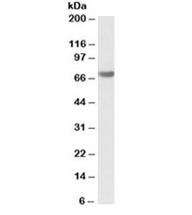 Western blot testing of human pancreas lysate with BAG3 antibody at 0.1ug/ml. Predicted molecular weight ~62kDa but can be observed at 75~80kDa.~