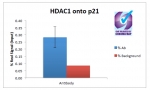 ChIP of 2ug of HDAC1 antibody with 1ug MCF7 chromatin using the Chromatrap spin column sonication kit (Protein G) measuring H3 enrichment onto the p21 locus.