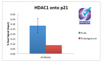 ChIP of 2ug of HDAC1 antibody with 1ug MCF7 chromatin using the Chromatrap? spin column sonication kit (Protein G) measuring H3 enrichment onto the p21 locus.