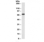 Western blot testing of HeLa lysate with HDAC1 antibody at 0.5ug/ml. Predicted molecular weight 55~60 kDa. Larger size likely due to sumoylation.