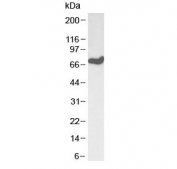 Western blot testing of mouse NIH3T3 lysate with HDAC1 antibody at 0.1ug/ml. Predicted molecular weight 55~60 kDa. Larger size likely due to sumoylation.