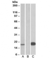 Western blot testing of HEK293 lysate over expressing human UCN3-FLAG with Urocortin 3 antibody [1ug/ml] in Lane A and probed with anti-FLAG (1/3000) in lane C. Mock-transfected HEK293 probed with Urocortin 3 antibody [1ug/ml] in Lane B. Predicted molecular weight: ~18kDa.