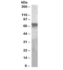 Western blot testing of human liver lysate with PEPCK2 antibody at 2ug/ml. Predicted molecular weight: ~71kDa.
