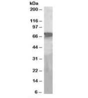 Western blot testing of human liver lysate with PEPCK2 antibody at 2ug/ml. Predicted molecular weight: ~71 kDa.
