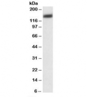Western blot testing of HeLa lysate with PMCA1 antibody at 0.03ug/ml. Predicted molecular weight: ~135kDa.
