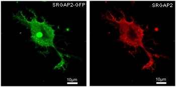 HEK293 overexpressing human SRGAP2 and probed with GFP (green) and SRGAP2 (red) antibody at 2.5ug/ml~