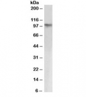 Western blot testing HeLa nuclear lysate with KAP1 antibody at 1ug/ml. Observed molecular weight: 88~110kDa depending on sumoylation level.