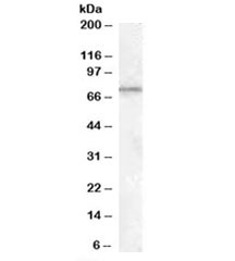 Western blot testing of rat testis lysate with MEPCE antibody at 1ug/ml. Predicted molecular weight: ~75kDa.