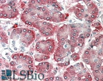 IHC staining of FFPE human pancreas with AIMP1 antibody at 5ug/ml. HIER: steamed with pH6 citrate b