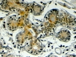IHC testing of FFPE human breast with Klotho antibody at 4ug/ml. HIER: steamed with pH6 citrate buffer, HRP-staining.