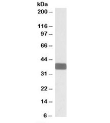 Western blot testing of human brain cerebellum lysate with WNT9B antibody at 0.3ug/ml. Predicted molecular weight: ~38kDa.~