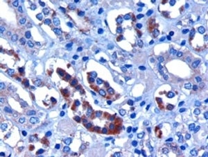 IHC staining of FFPE human kidney with FBXW2 antib