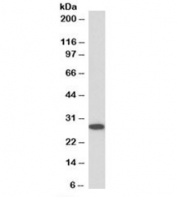Western blot testing of mouse NIH3T3 lysate with APRIL antibody at 0.1ug/ml. Predicted molecular weight: ~28kDa.