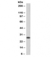 Western blot testing of human tonsil lysate with biotinylated APRIL antibody at 0.2ug/ml. Predicted molecular weight: ~28kDa.