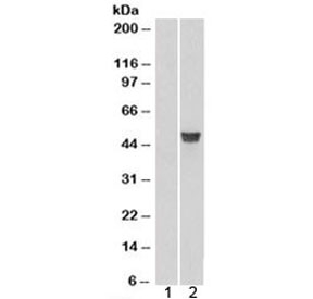 Western blot of HEK293 lysate overexpressing CORO1A probed with CORO1A antibody (mock transfection in lane 1). Predicted molecular weight: ~51kDa.