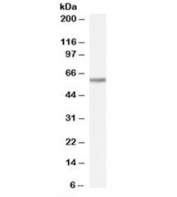 Western blot testing of human heart lysate with TAIP-12 antibody at 0.1ug/ml. Predicted molecular weight: ~59kDa.