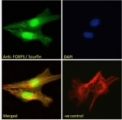 Immunofluorescent staining of fixed and permeabilized mouse NIH 3T3 cells with Scurfin antibody (green) at 10ug/ml, phalloidin (red) and DAPI nuclear stain (blue).