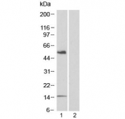 Western blot testing of human PBL lysate in the 1) absence and 2) presence of immunizing peptide with CD14 antibody at 1ug/ml. Predicted molecular weight 48~56 kDa depending on presence of C-terminal leader sequence on the protein.