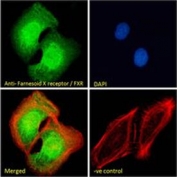 IF/ICC staining of fixed and permeabilized human U-2 OS cells with FXR antibody (green) at 10ug/ml, phalloidin (red) and DAPI nuclear stain (blue).