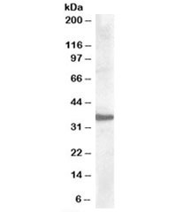 Western blot testing of human liver lysate with Apolipoprotein F antibody at 0.5ug/ml. Predicted/observed molecular weight: ~35kDa.~